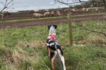 Dementia UK 100km Dog Walk